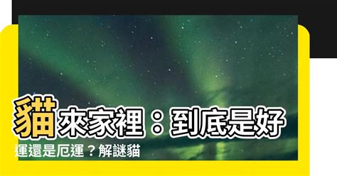 貓來家裡風水|貓來家裡：我們如何迎接新成員？【貓來家裡】 – 八字算命